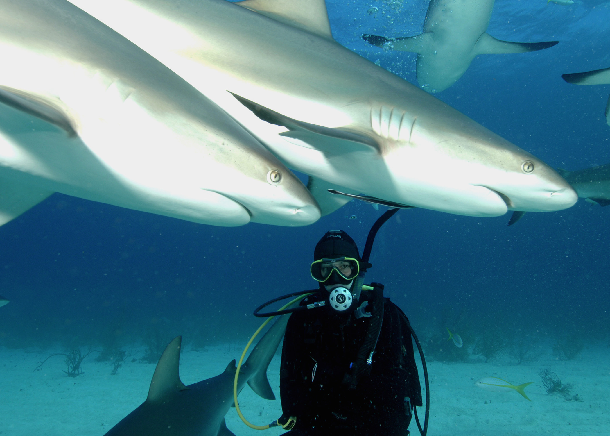 Diving with Caribbean Reef Sharks