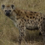 Hyena2